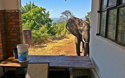 99682499_bumihill-elephant-news-large_trans-2b-2bnjjoebt78qiaydkjdey4cngtjfjs74myhny6w3gnbo8.jpg