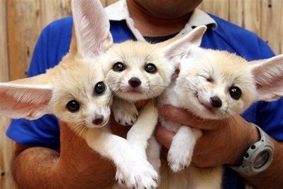 fennecs.jpg