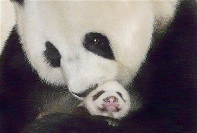 panda.jpg