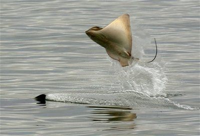 stingray.jpg
