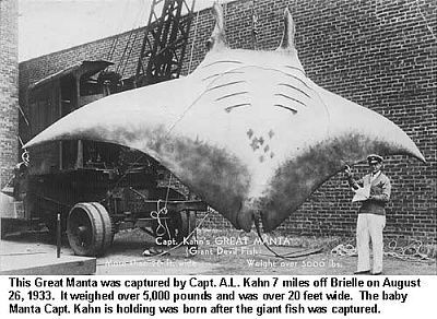 giantmanta.jpg