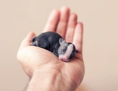 1-photographer-documented-baby-bunnies-growing-up.jpg