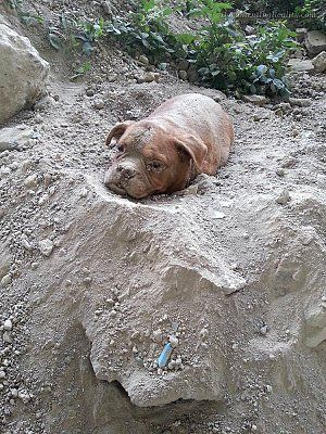10-yro-french-mastiff-dog-buried-alive-owner-found-survives-1-carrieres-sur-seine-fr-aug-2-15.jpg