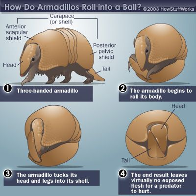 armadillo.jpg
