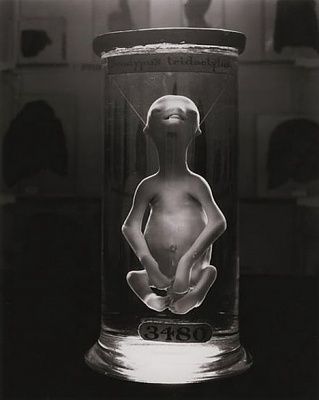 anima_lembryo_formalin_preservation.jpg
