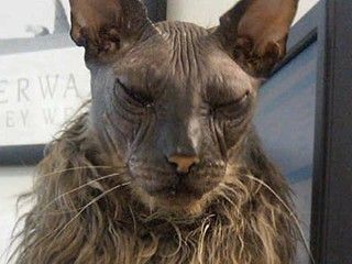 uglycat2.jpg
