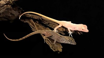 genetically-edited-lizards-2.jpg
