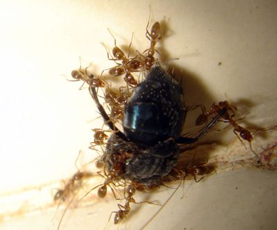 antfly4.jpg
