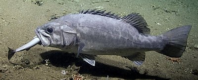 groper_shark_foodfall_1024.jpg