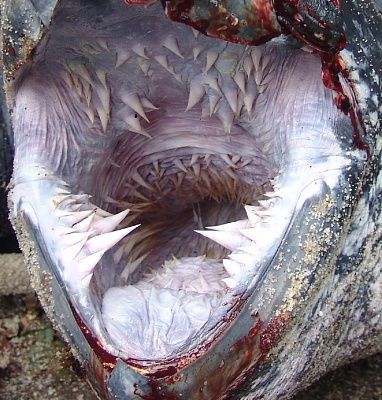 leatherback-mouth.jpg