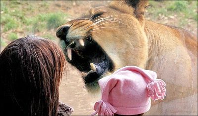 lion1.jpg