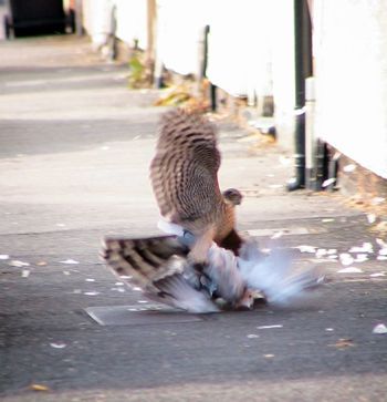 sparrowhawk-1.jpg