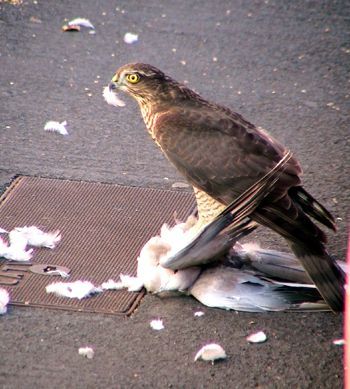 sparrowhawk-3.jpg