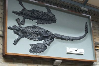 plesiosaur_skeleton.jpg