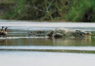 gustave-man-eater-crocodile-3.jpg