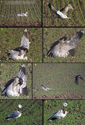 bird.jpg