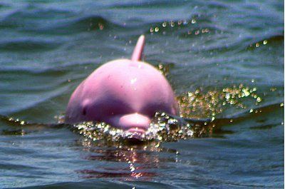 pink5.jpg