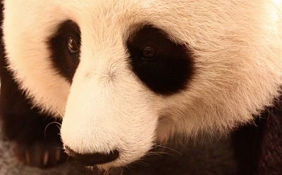 panda_power.jpg