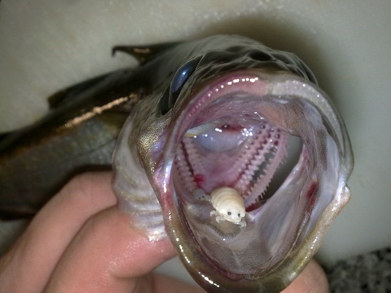 456201d1370430059-tongue-eating-parasite-tongueeater3.jpg