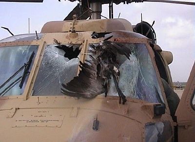 bird_strike_001.jpg