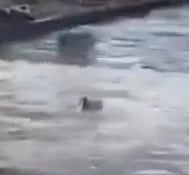 duck.jpg