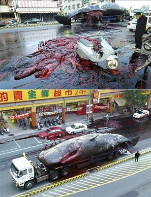 decomposing-sperm-whale-ruptures.jpg