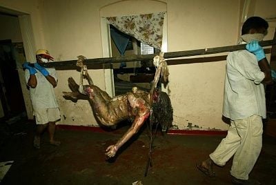 tsunami-gruesome002.jpg