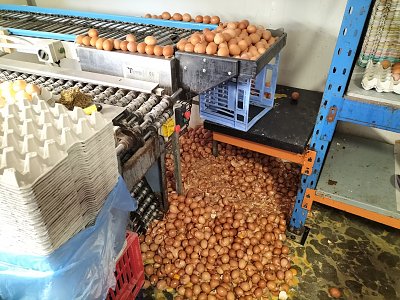unattended-egg-collection-machine.jpg