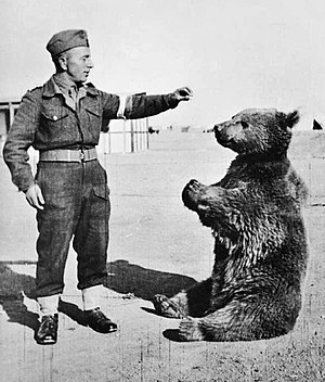 300px-Wojtek_the_bear.jpg