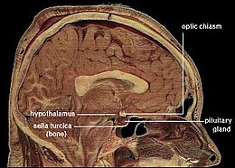 260px-LocationOfHypothalamus.jpg