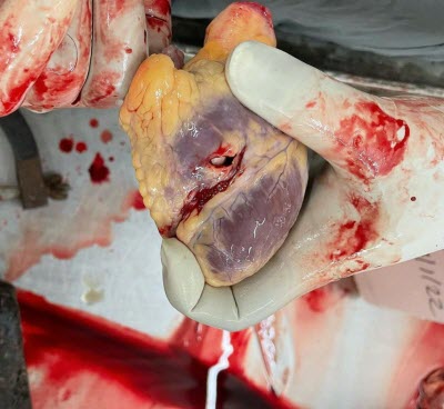 Name:  Autopsy7.jpg
Views: 2602
Size:  30.9 KB