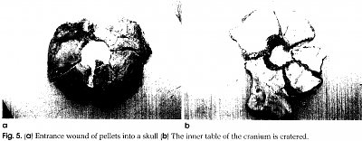 1e.jpg