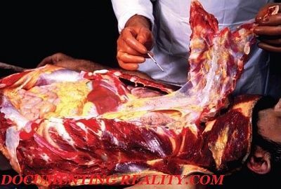 carving4.jpg