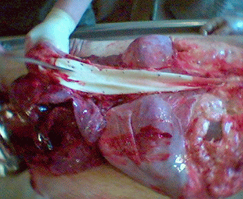 Name:  13.gif
Views: 4175
Size:  75.6 KB