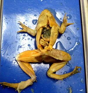 frog1.jpg