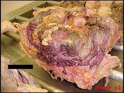 womans_head_autopsy_004.jpg