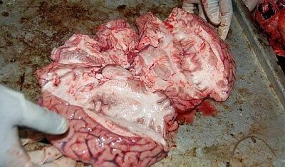 autopsy_of_murdered_man_4.jpg