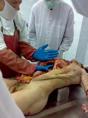 autopsy-7-.jpg
