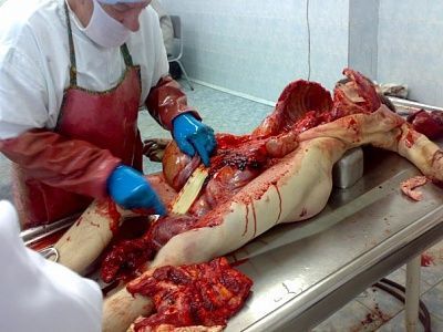 autopsy-8-.jpg