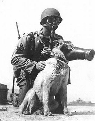respirator-dogs_01.jpg