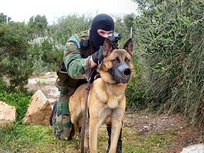 dogs2kb4.jpg