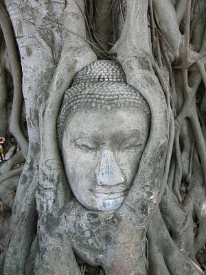 the_world.1146650820.ayuthaya_-_002_buddha_head.jpg