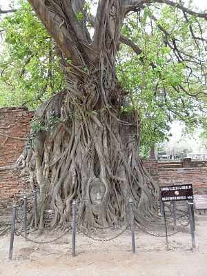 buddha-head-tree-wat-phra-mahathat-ayutthaya-thailand.jpg