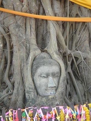 wisdom_tree.jpg