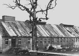 Buchenwald Concentration Camp Liberation Photos Near Weimar, Germany, 1945 - Goethe's Oak in Buchenwald
