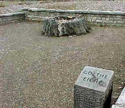 stump-goethe-eiche-goethes-oak-buchenwald.jpg