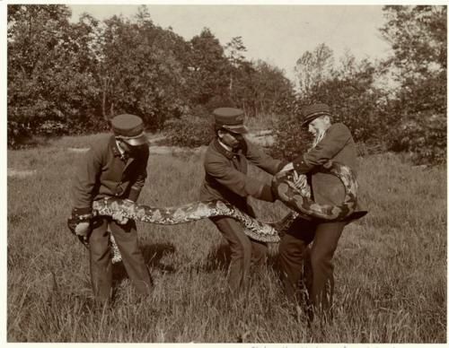 Vintage Animal Oddities, Staged Scenes and Fatal Fall Photos, 1850s-1980s - strange photos from past 008