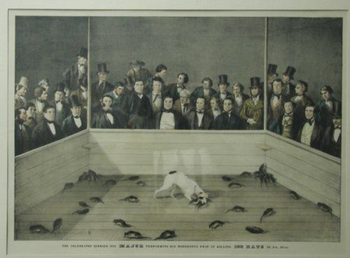 Vintage Animal Oddities, Staged Scenes and Fatal Fall Photos, 1850s-1980s - strange photos from past 010