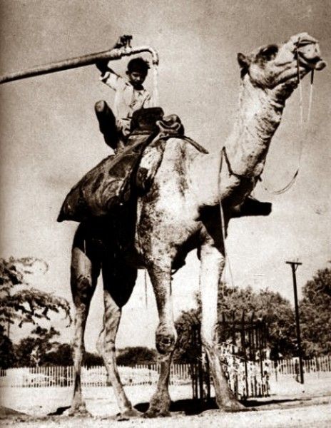 Vintage Animal Oddities, Staged Scenes and Fatal Fall Photos, 1850s-1980s - strange photos from past 014