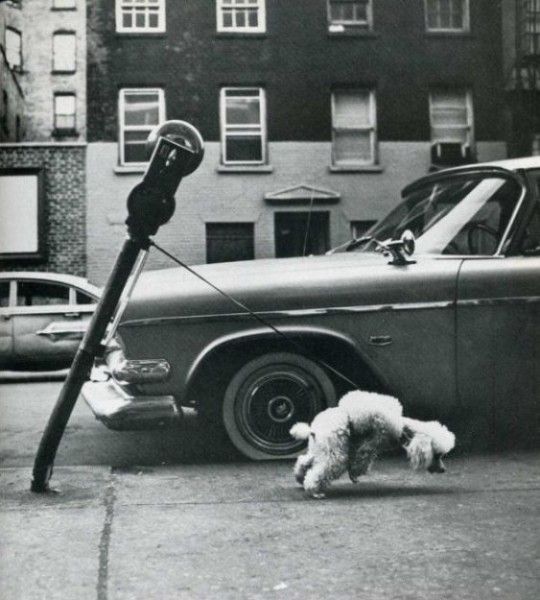 Vintage Animal Oddities, Staged Scenes and Fatal Fall Photos, 1850s-1980s - strange photos from past 017